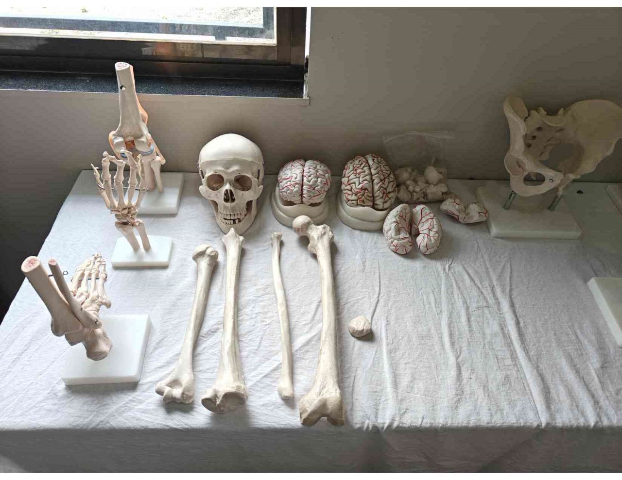 Skeleton Model